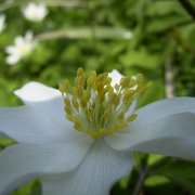 Buschwindröschen (Anemone nemorosa)