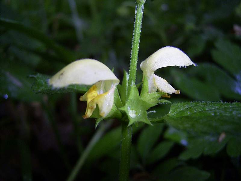 Weiße Taubnessel (Lamium album)