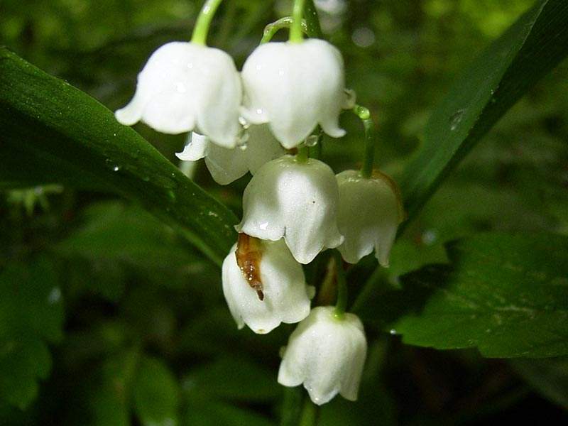 Maiglöckchen (Convallaria majalis)