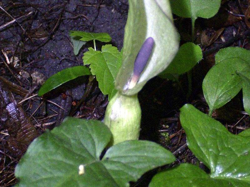 Gefleckter Aronstab (Arum maculatum)