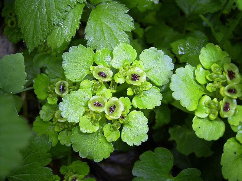 Milzkraut (Chrysosplenium alternifolium)