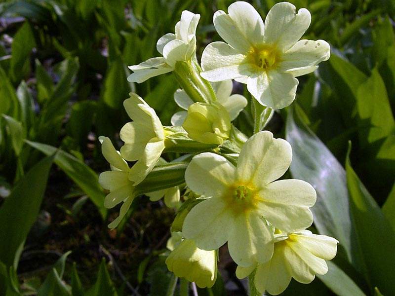 Hohe Schlüsselblume (Primula elatior)