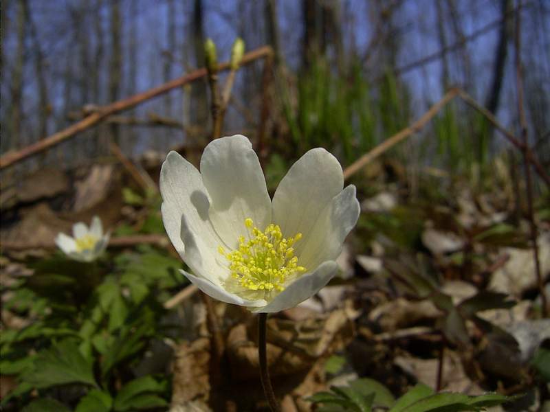 Buschwindröschen (Anemone nemorosa)