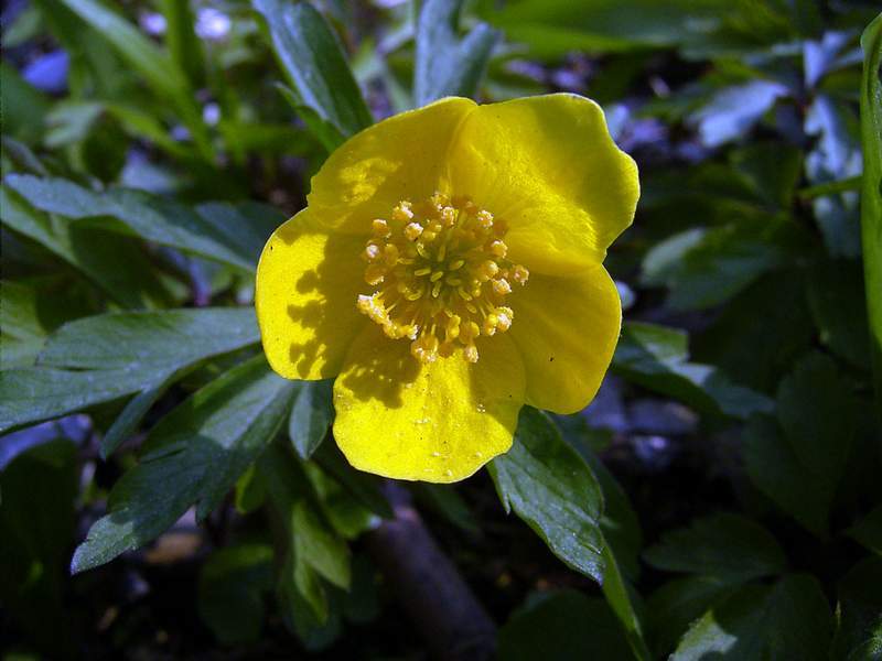 Gelbes Windröschen (Anemone ranunculoides)