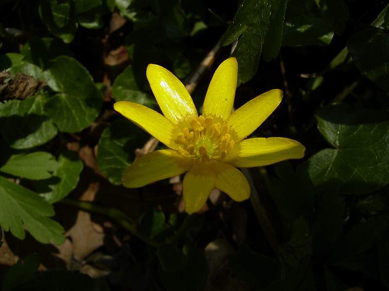 Scharbockskraut (Ranunculus ficaria)