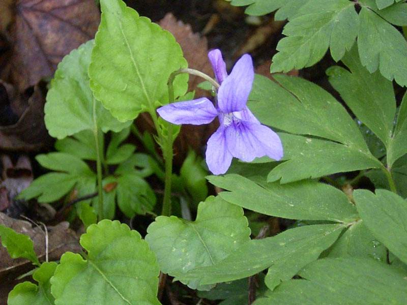 Waldveilchen (Viola reichenbachiana)